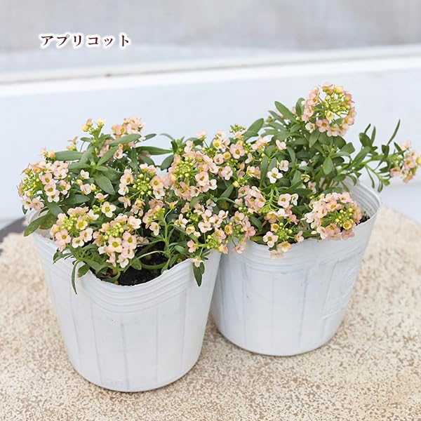 Amazon.co.jp: 【2苗セット】 花苗 スイートアリッサム ピンク